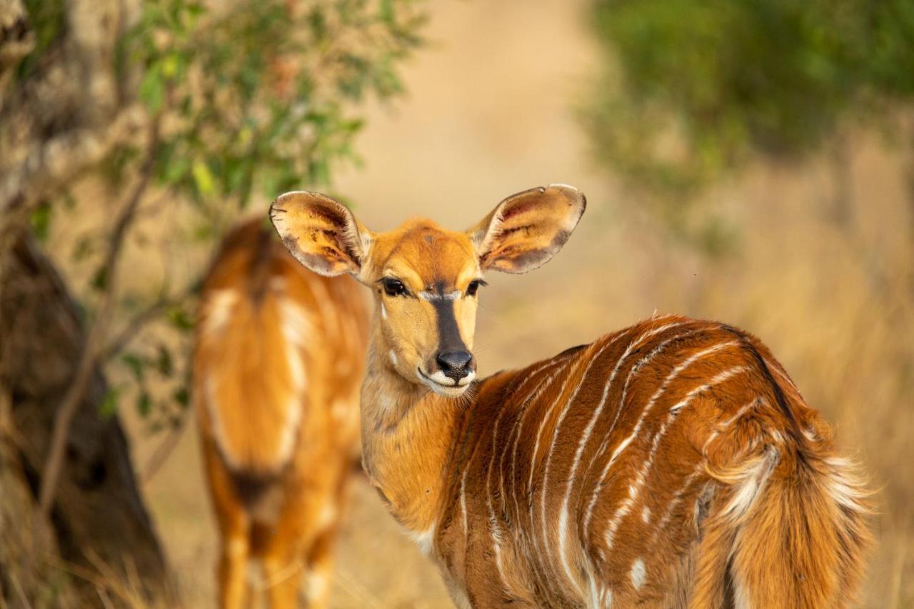 Karee & Wild Olive Guest Lodge Hekpoort Экстерьер фото